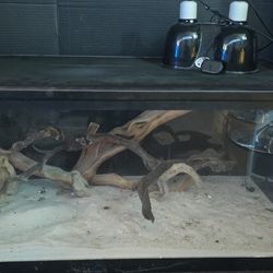 40 Gallon Tank