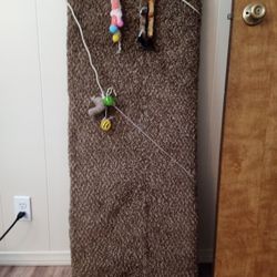 Cat Scratch Board