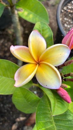 Plumeria california sunset
