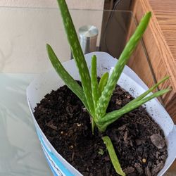 New Alovera Plant 