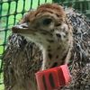 Allen.  Ostrich Breeder
