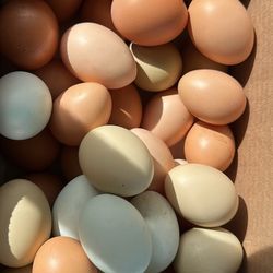 Organic Eggs/ Brown Ones and  colored eggs 