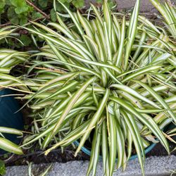 Spider Plants 🪴 In Pot Inside Or Outside Decorative 
