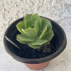 4 Inch Pot - Succulent Plant - Aeonium Castello-Paivae Bolle - Rooted & Established Plant - Drought Resistant - 🪴