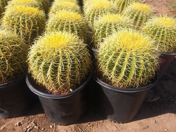Golden barrel for Sale in Phoenix, AZ - OfferUp