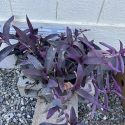 Purple Heart Plant In1gl