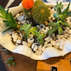 Real Plants (Succulents) in Real Sea Sell. 