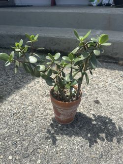 Jade Plant