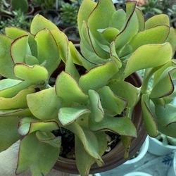 Plants for Sale! 