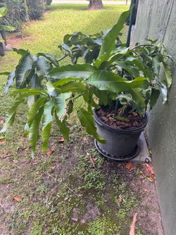 P-22 Mango Tree – Grafted! 15 Gallon
