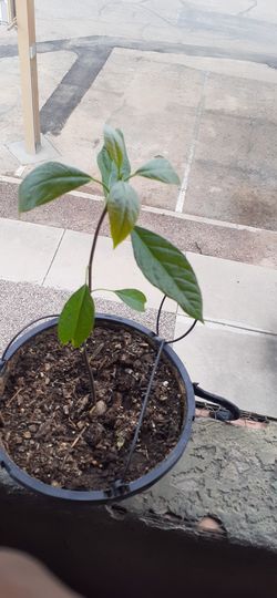 Avocado plant for sale