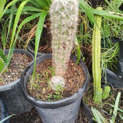 Old Man Cactus Plant