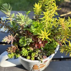 Outdoor Succulent Arrangement 