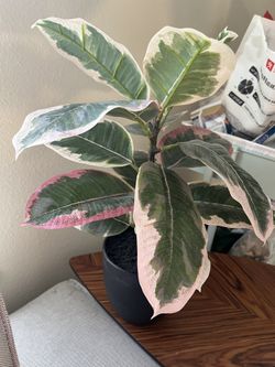 Artificial Tropical Plant