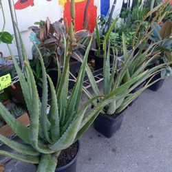 Sábila 