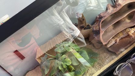 Leopard gecko