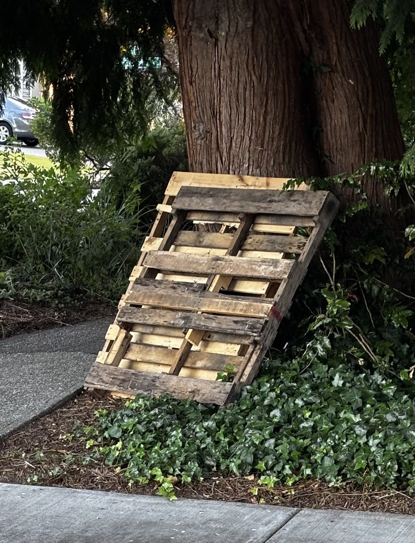 Wood pallets (2) – free