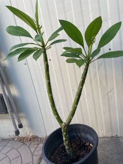 Plumeria natural $$20