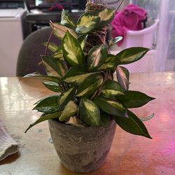 Plant