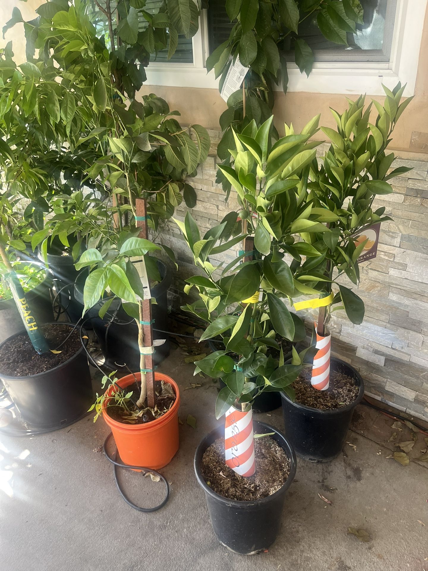Washington Navel Orange Tree – 3–4 Ft Tall | Fruit-Bearing | Sweet, Seedless Citrus Tree for Home Gardens Description: Bring the sunshine and fla