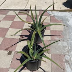 Savila// Aloe Vera Plants