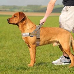 Mama Papa Says I'm Special No Pull Dog Harness Escape Proof - New