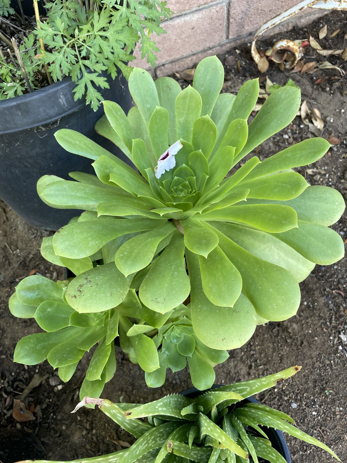 1 Gallon Pot Aeonium Canary Succulent