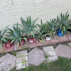 Blue Agave Plant $7-$15