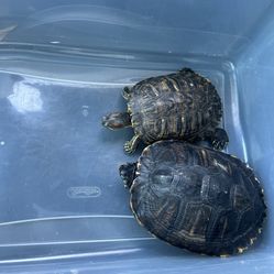 2 Large Red Ear Slider Turtles W/Tank