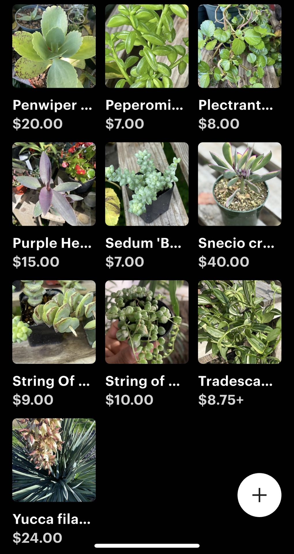 Plants And Plants In Decor 