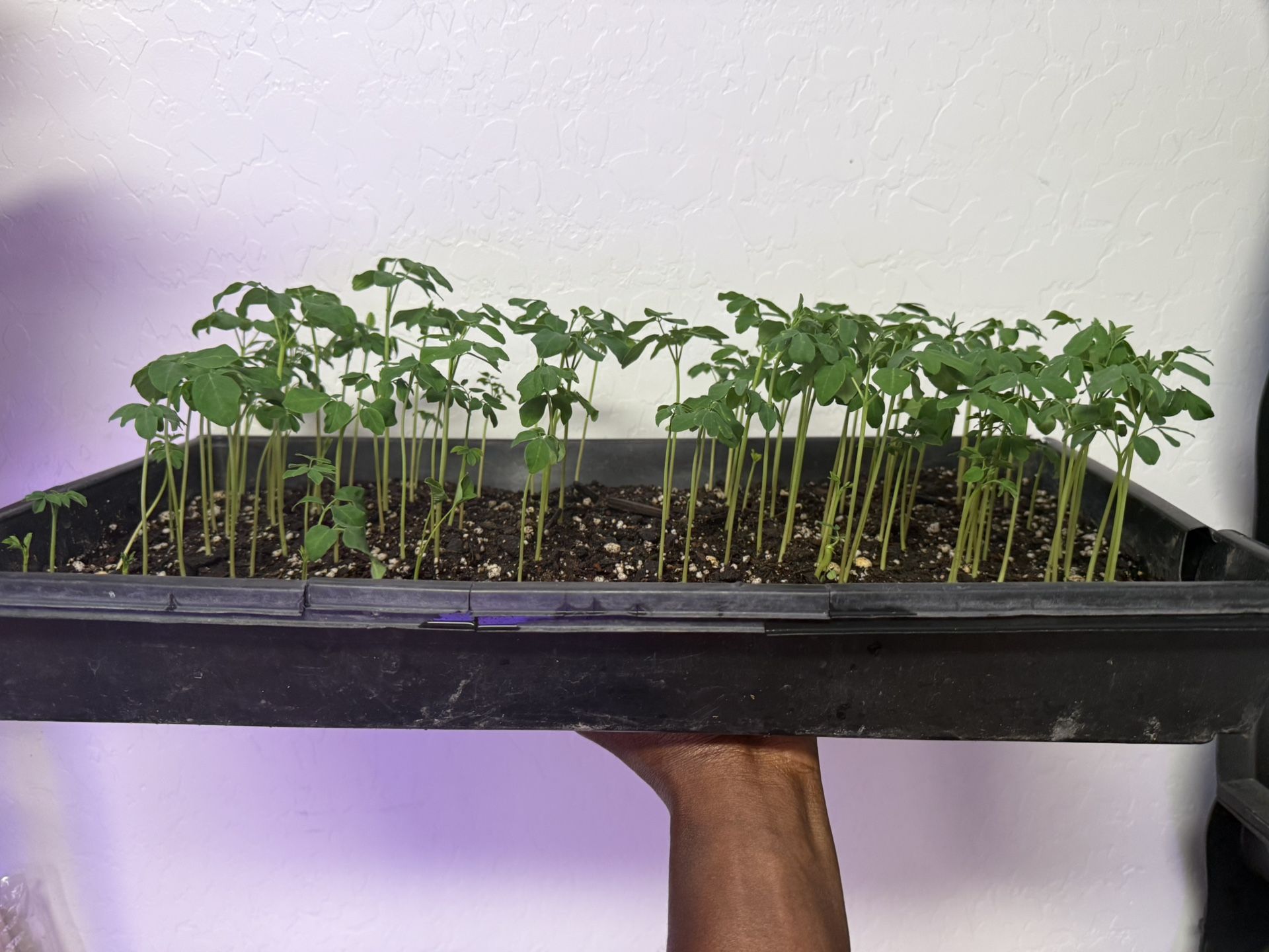 Now Have & Selling Organic Heirloom Vegan Soil Raised Plants & Trees Medicinal & Edible