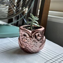 Small Owl 🦉 Planter Succulent 
