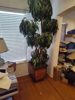 Tommy Bahama Tree With Beautiful