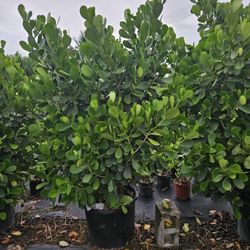 huge clusias over 7 to 8 feet tall Instant Privacy Hedge For Fence Green Full 