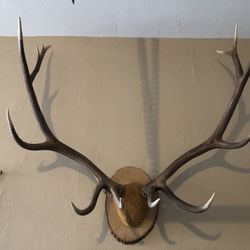 Elk Rack