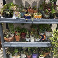 Decorative Succulent Arrangements 