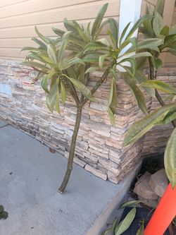 Plumeria Tree cuttings