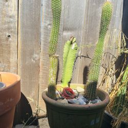 Cactus 🌵 