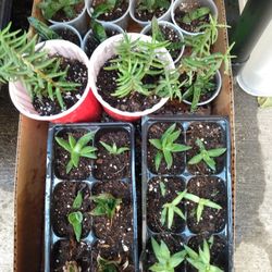 Plant Sale 