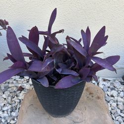Purple Heart Plant