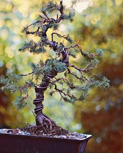 Dwarf Alberta Spruce Bonsai Tree  - Live Outdoor Plant 