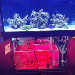 Complete 120G Reef Tank Setup - $6000 (Valued Over $20,000!) Everything You Need – Turnkey System –Equipment, and More!