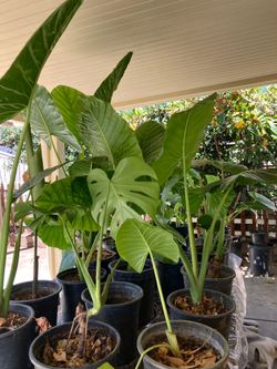 Oreja de elefante plant