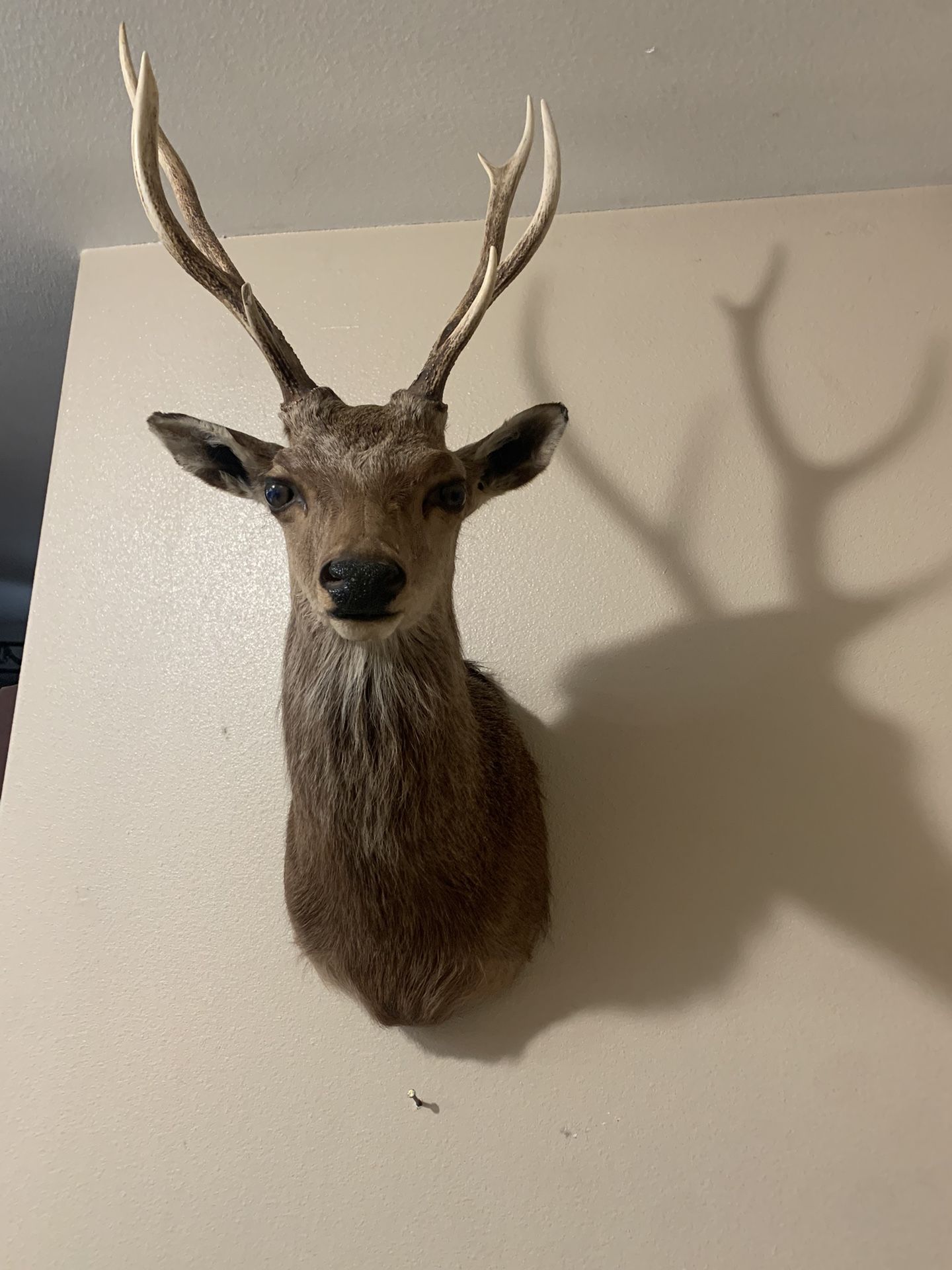 Sika Japanese Deer Taxidermy