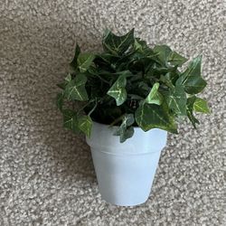 Small Terracota  Ivy Plant