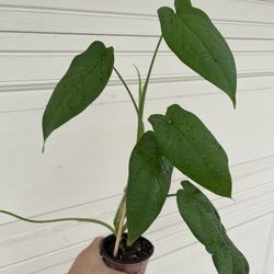 Beautiful Syngonium Chiapense Plant