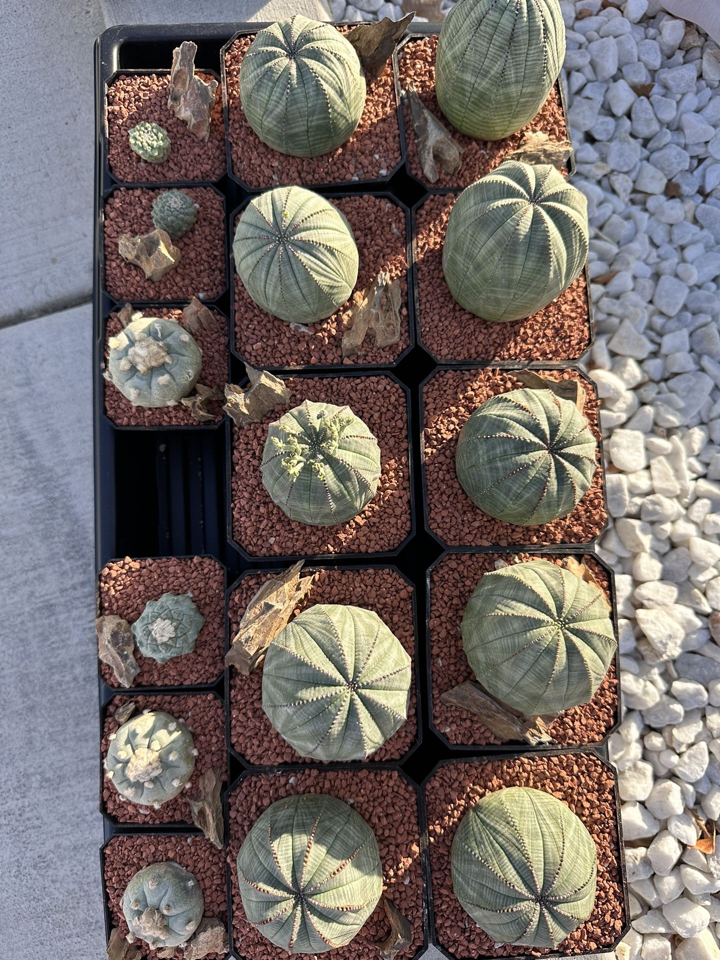 Euphorbia Obesa plant Cactus Succulent