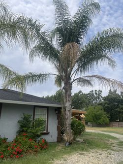 Palms Tree