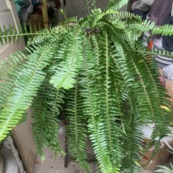 Hanging fern Plant Flower 