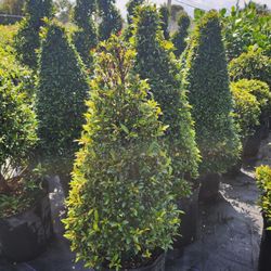 Topiary Cone 3 Gal.
